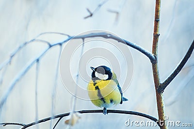 cute little chickadee bird sitting on the branch of a birch in a cold Park in winter morning Stock Photo