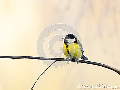 Chubby cute little chickadee bird sitting on the branch of a birch in a Sunny Park on a winter morning Stock Photo