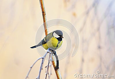 cute little chickadee bird sitting on the branch of a birch in a Sunny Park on a winter morning Stock Photo