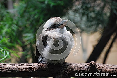 Chubby Kookaburra Bird on a Wide Fallen Log Stock Photo