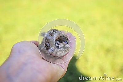 Chubby little rescued chick Sparrow sitting on the caring hands of a girl in a Sunny garden Stock Photo