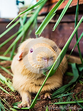 Chubby mice were foraging in a zoo Stock Photo