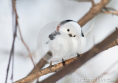 Chubby white bird titmouse sitting in a winter forest Stock Photo