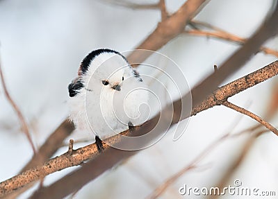 Chubby white bird titmouse sitting in a winter forest Stock Photo