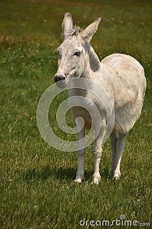 Chubby White Donkey in a Grass Field Stock Photo