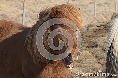Chuckling Icelandic Chestnut Horse Stock Photo