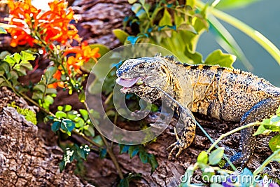 Chuckwalla Eating Flower Stock Photo