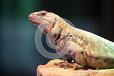 Chuckwalla lizard sitting on rock Stock Photo