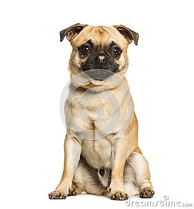 Chug dog is a Mixed-breed between a pug and a Chihuahua sitting Stock Photo