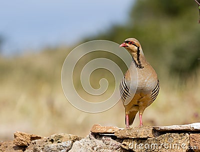 Chukar Partridge (Alectoris chukar) Stock Photo