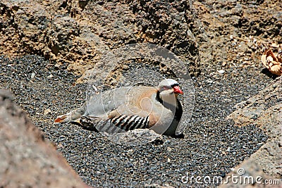 Chukar Partridge Bird Stock Photo