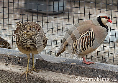 Chukar partridge and pheasant Stock Photo