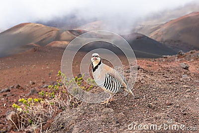 Chukar partridge in the Haleakala National Park Stock Photo