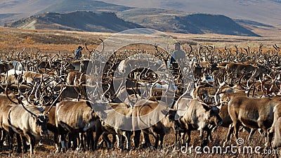 Chukchi reindeer herders in a herd of reindeer in the tundra. Editorial Stock Photo
