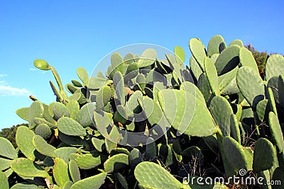 Chumbera nopal cactus plant blue sky Stock Photo