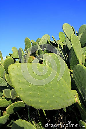 Chumbera nopal cactus plant blue sky Stock Photo