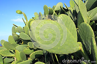 Chumbera nopal cactus plant blue sky Stock Photo