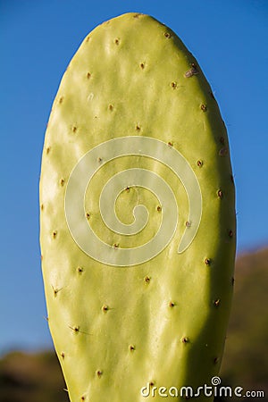 Chumbera nopal cactus in a spanish beach Stock Photo