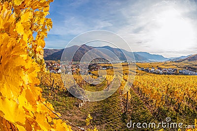 Church in Weissenkirchen village with autumn vineyards in Wachau valley, Austria, UNESCO Stock Photo