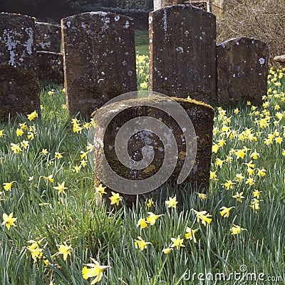 Churchyard with daffodils Stock Photo