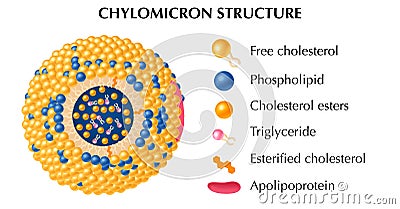 Chylomicron Structure Concept Vector Illustration