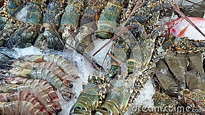 Cibo di lusso per le strade prodotti in mare prodotti in ghiaccio in thailandia e aragosta jumbo gambero gamberetto granchio e pes stock footage Cibo di lusso per le strade prodotti in mare prodotti in ghiaccio in thailandia e aragosta jumbo gambero gamberetto granchio e pes stock footage