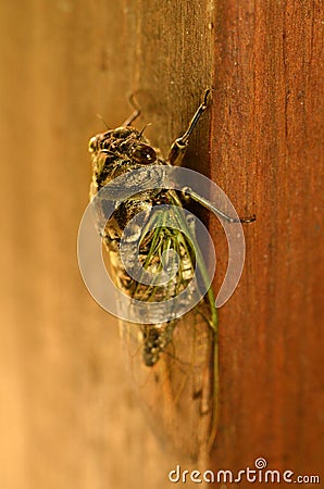 Cicada insects produce very loud sounds Stock Photo