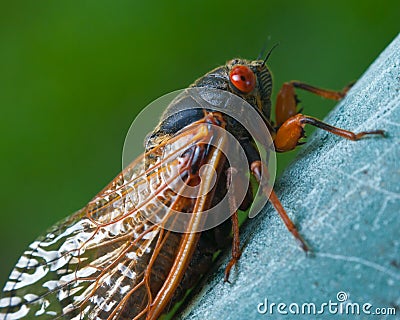 Cicada Stock Photo