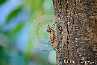 Cicada Stock Photo