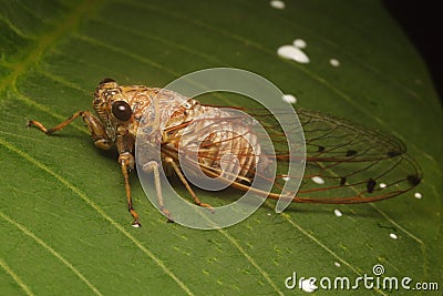 Cicada Stock Photo