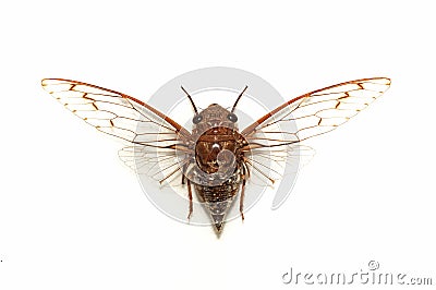 Cicada Stock Photo