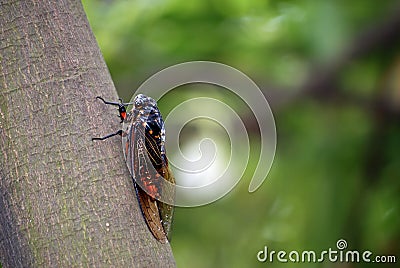 Cicada Stock Photo