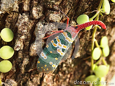 cicada Stock Photo