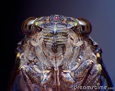 Cicada Bug. Cicada insect. Cicada stick Extreme on tree at the park of thailand Tremendous musical abilities of cicada. insect sin Stock Photo