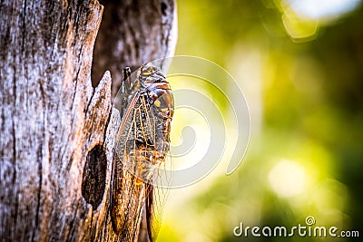 Cicada Bug. Cicada insect. Cicada stick on tree at the park of thailand Tremendous musical abilities of cicada. Stock Photo