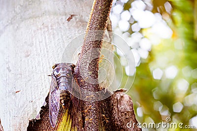 Cicada Bug. Cicada insect. Cicada stick on tree at the park of thailand Tremendous musical abilities of cicada. Stock Photo