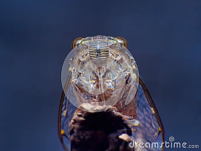 Cicada Bug. Cicada insect. Cicada stick Extreme on tree at the park of thailand Tremendous musical abilities of cicada. insect sin Stock Photo