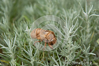 Cicada cast skin or exuviae Stock Photo