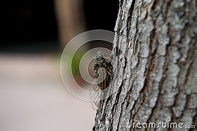 Cicada Stock Photo