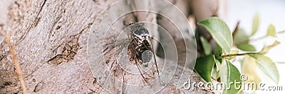cicada cicadidae a black large flying chirping insect or bug or beetle on a tree trunk. animals living in hot countries in Turkey. Stock Photo