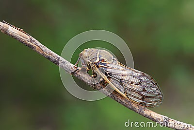 Cicada Stock Photo