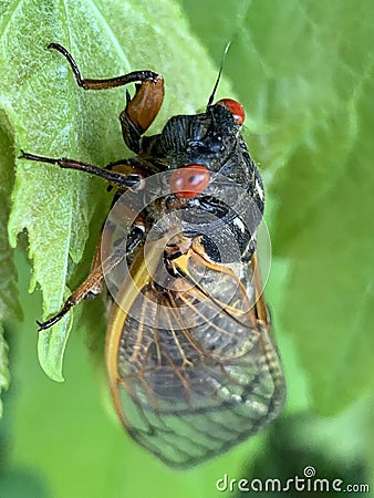 Cicada Close Up Stock Photo