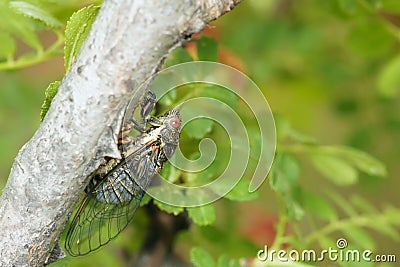 Cicada Stock Photo