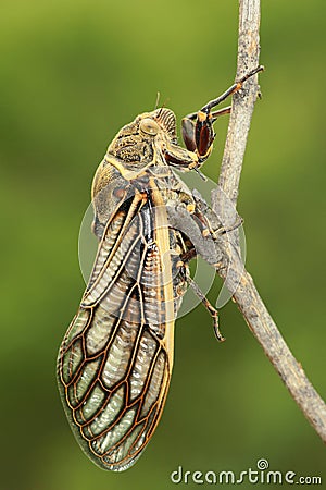 Cicada Stock Photo