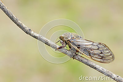 Cicada Stock Photo