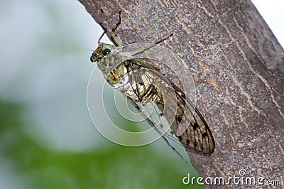 Cicada Stock Photo