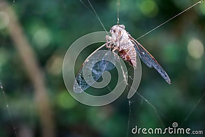 Cicada died on the spider web. Stock Photo