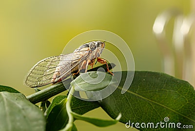 Cicada Euryphara, known as european Cicada, sitting on a twig with a green background. Stock Photo