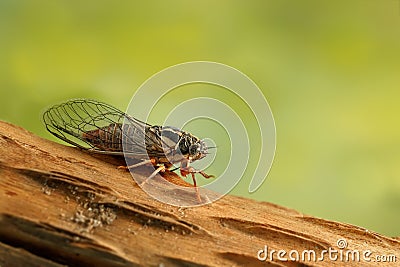 Cicada Euryphara, moving down on a twig with a green background. Stock Photo