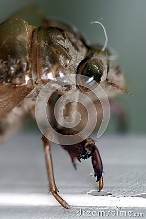 Cicada exoskeleton Stock Photo